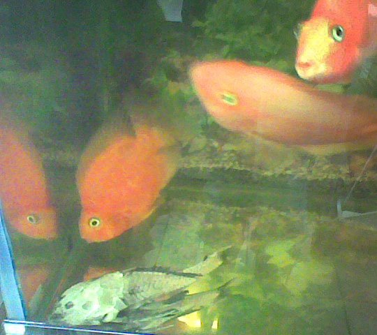 aquarium, mar 2012 aquarium