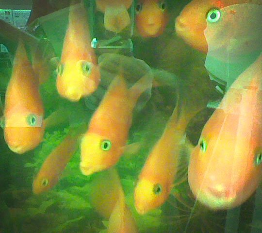 aquarium, mar 2012 aquarium