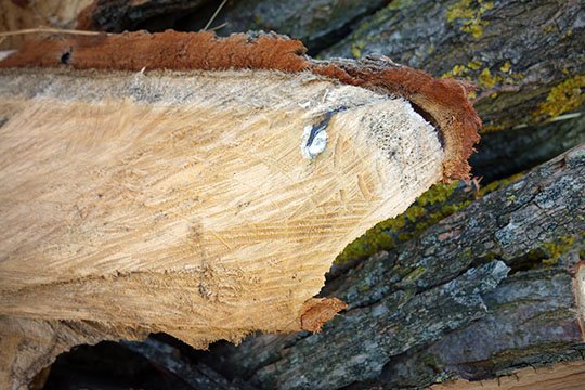 paréidolie - Toulouse - photos cali rezo 2013