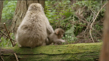 Bébé singe
