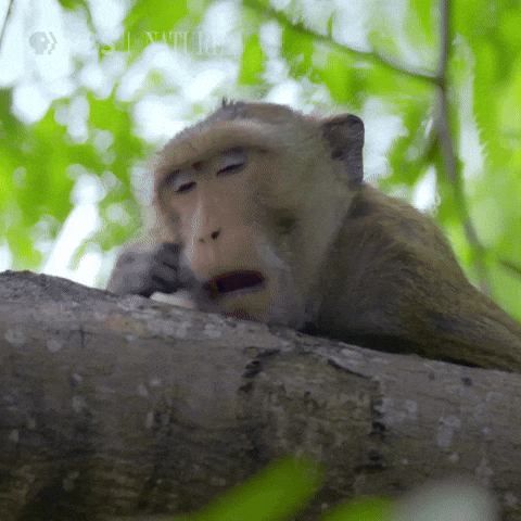 Singe qui baille