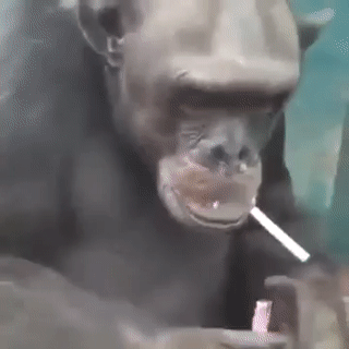 chimpanze smoking