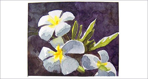 aquarelle, fleur de frangipanier, nov 2008
