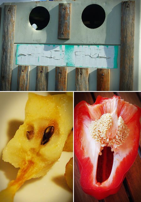 photo - légume - fruit - poubelle - cri, aoû 2011 photo - légume - fruit - poubelle - cri