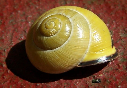 escargot jaune